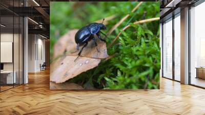 Geotrupes stercorarius Wall mural