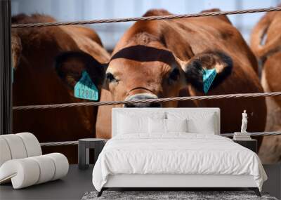 Dairy cow rolling it tung Wall mural