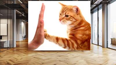 Ginger tabby cat high fiving a womans hand Wall mural