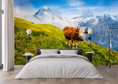 Cattle on a mountain pasture. Colorful morning view of Bernese Oberland Alps, Grindelwald village location. Schreckhorn summit in the morning mist. Switzerland, Europe. Wall mural