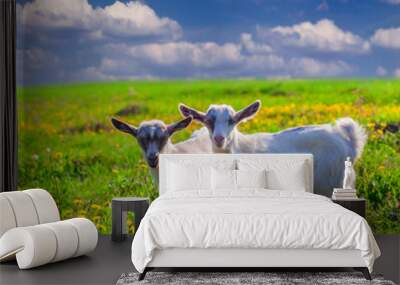 two goats on a green lawn at summer Wall mural