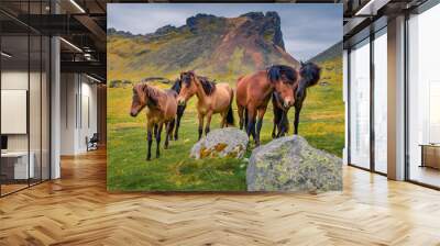 Wonderful summer scene of green pasture with developed from ponies - Icelandic horses. Stunning morning view of Stokksnes headland, Iceland, Europe. Beauty of countryside concept background.. Wall mural