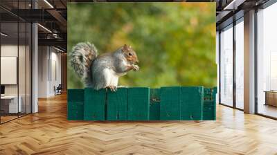 Cute Grey Squirrel Wall mural