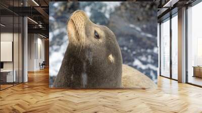 Pacific sea lions sitting on coastal rock jetty cuddling in a group on the rocks Wall mural