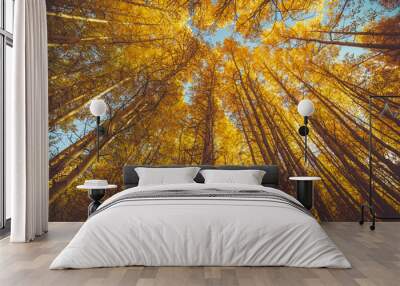 autumn leaves on the tree Wall mural