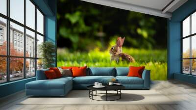 rabbit in the grass Wall mural