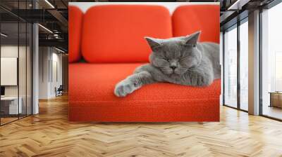 Relaxed cat on a sofa. Wall mural