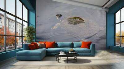 Turtle Wall mural