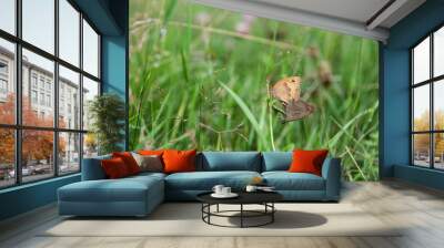 two butterflies mate on green grass close-up Wall mural