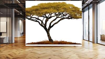 African Acacia tree isolated on white background. Wall mural