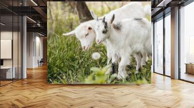 Beautiful summer landscape with a goat  Wall mural