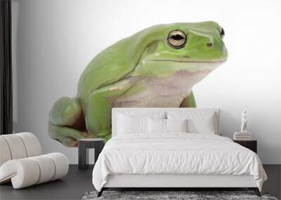 Green tree frog, Litoria splendida, on white background Wall mural