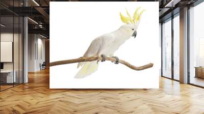 Sulphur-crested Cockatoo,  Cacatua galerita perched in front of a white background. Wall mural