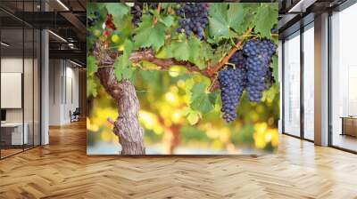 Red wine grapes on old grape vine Wall mural