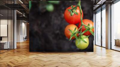 Tomatoes on vine Wall mural