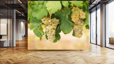 Two bunches of delicious white wine grapes on a summer vine, closeup. Wall mural