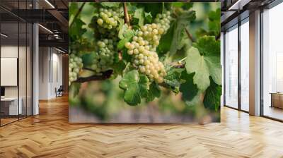 White wine grapes ripening on green summer vine Wall mural