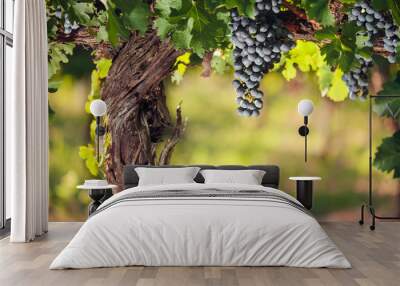 Wine grapes on a beautiful old grapevine with colorful vineyard backlighting and copy space. Wall mural