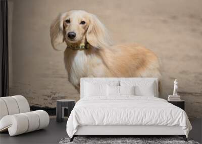 A dog of the long-haired dachshund breed on a walk along the sandy shore Wall mural