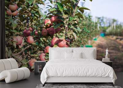 apple orchard Wall mural