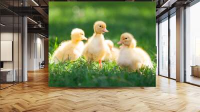 Little cute ducklings on green grass, image with shallow depth of field Wall mural