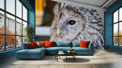 Close-up portrait of tawny owl, white and black color. Wall mural