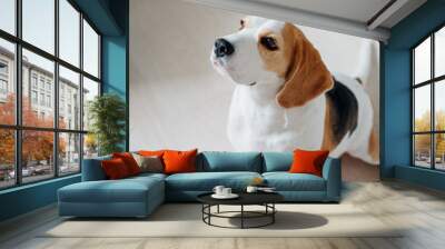 Cute beagle dog in the apartment.  Wall mural