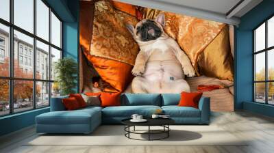 Funny French bulldog puppy sleeps sweetly on pillows Wall mural