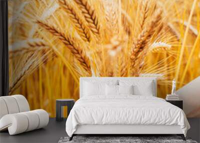 A sheaf of wheat ears in the hand in the field - a rich harvest of crops - bright yellow natural color Wall mural