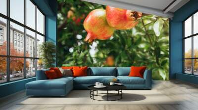 Mediterranean garden - ripe pomegranate fruits on a tree branch - pomegranate juice Wall mural