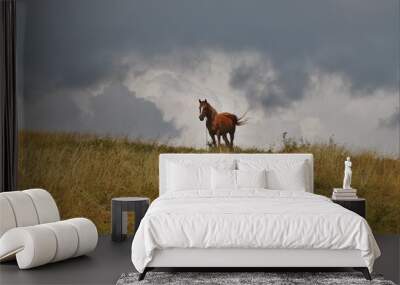 horse on meadow Wall mural