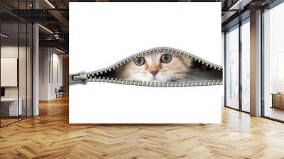 cat in open zipper hole isolated Wall mural