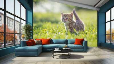 Funny cat standing in green grass Wall mural