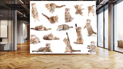 striped british cat and kitten isolated set Wall mural