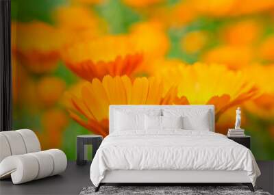 Calendula flower close up on blurred background. The orange flower. A medicinal herb. Wall mural