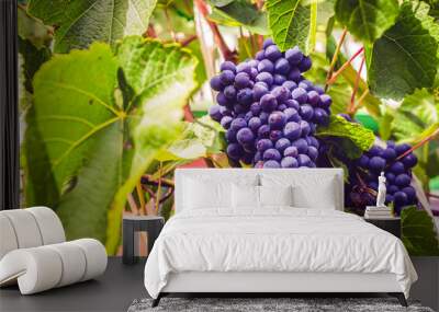 Clusters of ripe red grapes on a vine with large green leaves. Wall mural