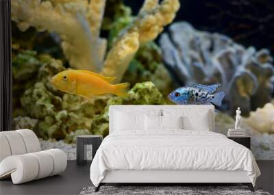 Cichlid Labidochromis caeruleus and Cichlid Blue Dempsey in aquarium. Wall mural