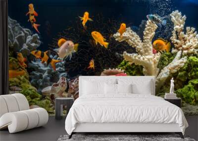 Freshwater aquarium as pseudo-sea. Aquascape and aquadesign.	 Wall mural