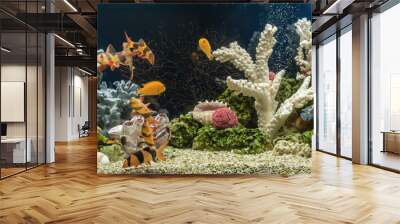 Freshwater aquarium in pseudo-sea style. Aquascape and aquadesign.	 Wall mural