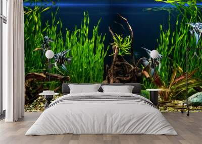 Freshwater aquarium with snags, green stones, tropical fish and water plants. Blue marbled angelfish. Wall mural