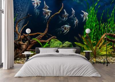 Freshwater aquarium with snags, green stones, tropical fish and water plants. Blue marbled angelfish. Wall mural