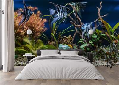 Freshwater aquarium with snags, green stones, tropical fish and water plants. Blue marbled angelfish. Wall mural