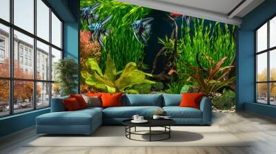 Freshwater aquarium with snags, green stones, tropical fish and water plants. Blue marbled angelfish. Wall mural