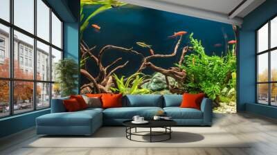 Freshwater aquarium with snags, green stones, tropical fish and water plants. Wall mural