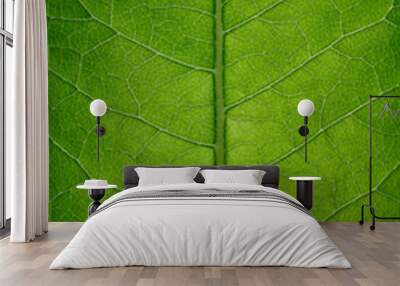 Green leaf closeup, green texture for design Wall mural