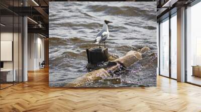 Seagull at Onega river in Kargopol. Russia Wall mural