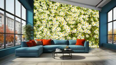 summer wildflowers on a sunny day Wall mural