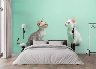 two playful canadian sphynks cats isolated on light green background Wall mural