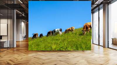 Cows in a green field Wall mural