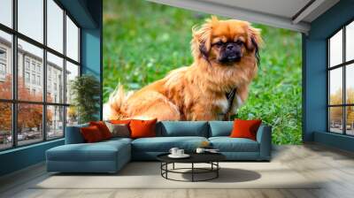 Young funny Pekingese on a green field. Wall mural